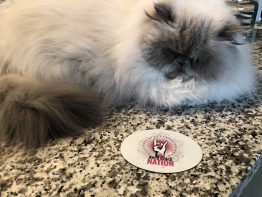 Rock Chick Nation Magnet